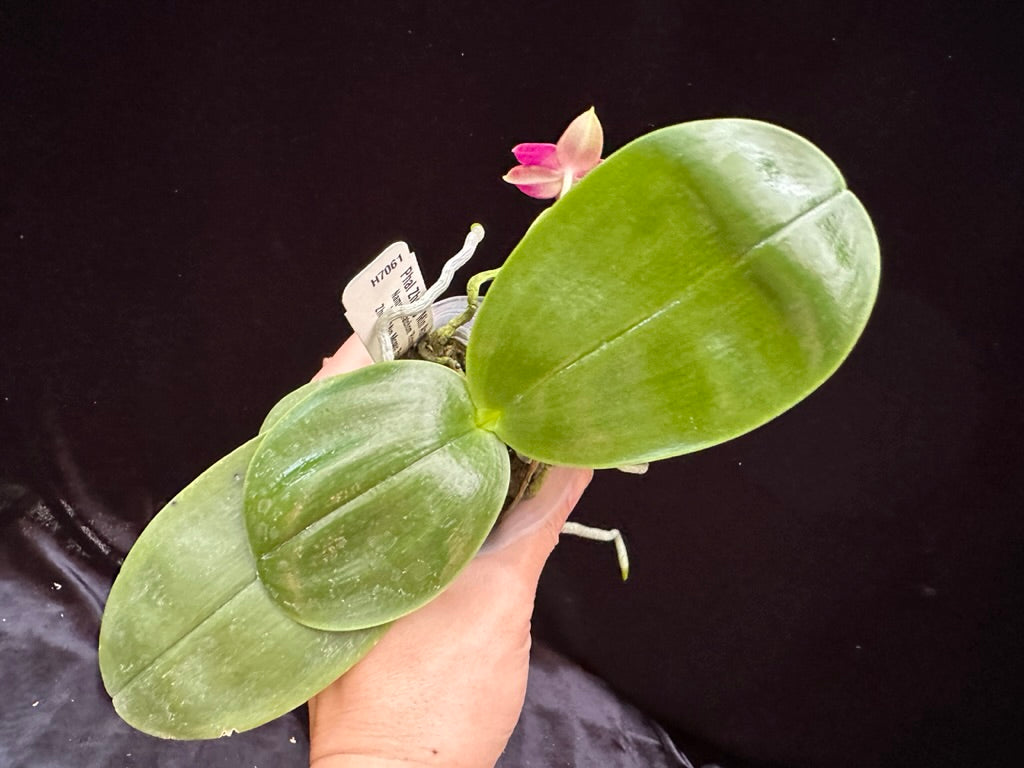 Phalaenopsis Zheng Min Atayal 230621