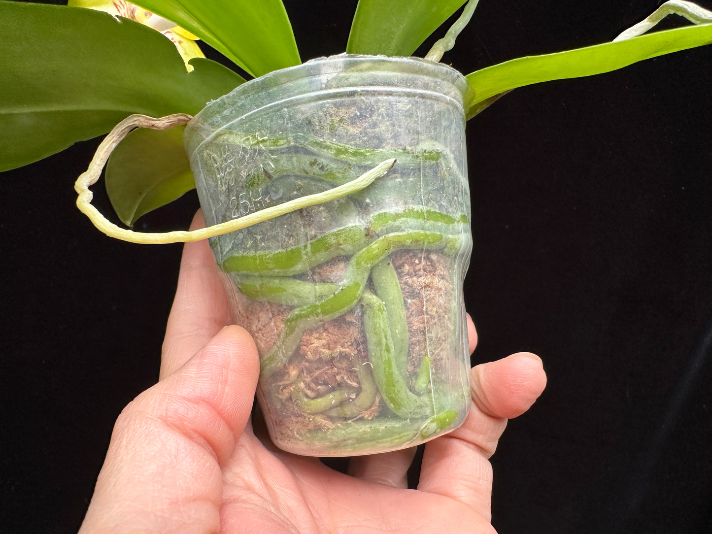 Phalaenopsis Yin's Yellow Spotted 230915 Flowering