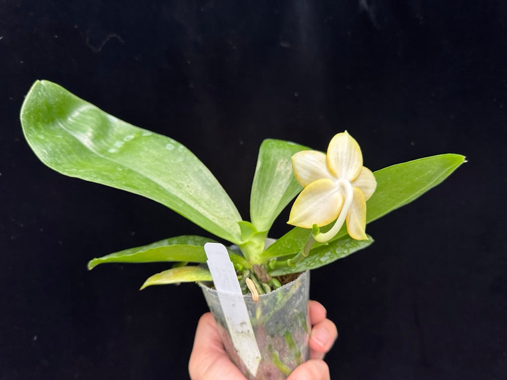Phalaenopsis Yaphon Love Song 'Yellow #2' Flowering 230811