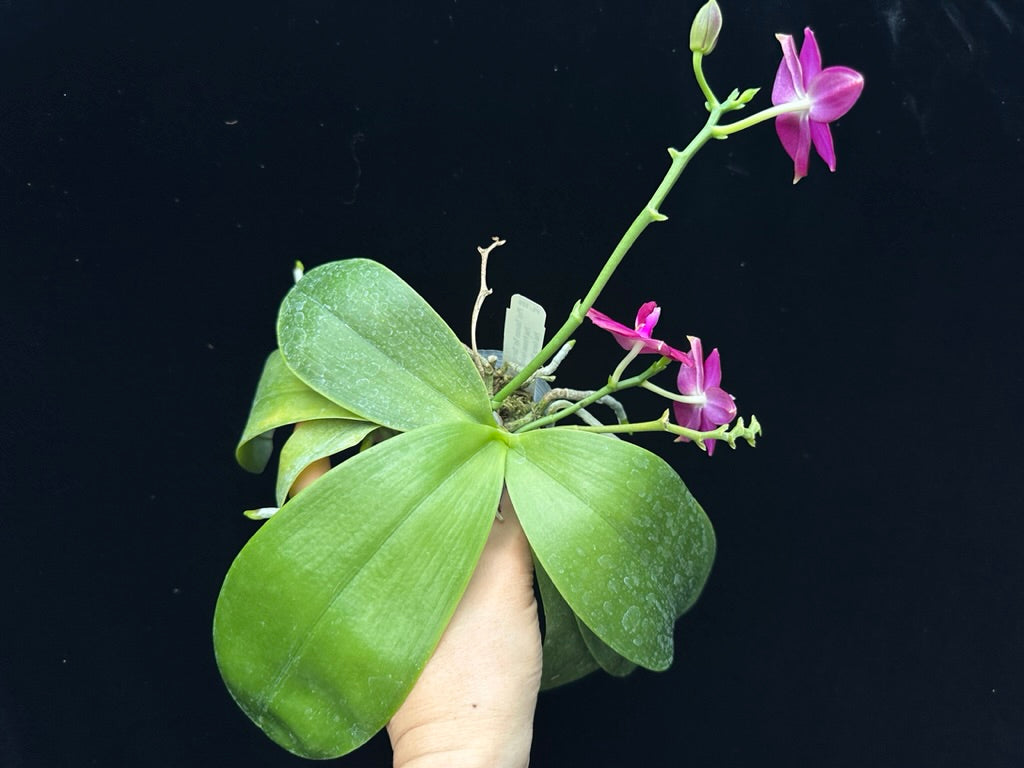 Phalaenopsis Tabasco Tex 'Garnet Glow' AM/AOS 230615
