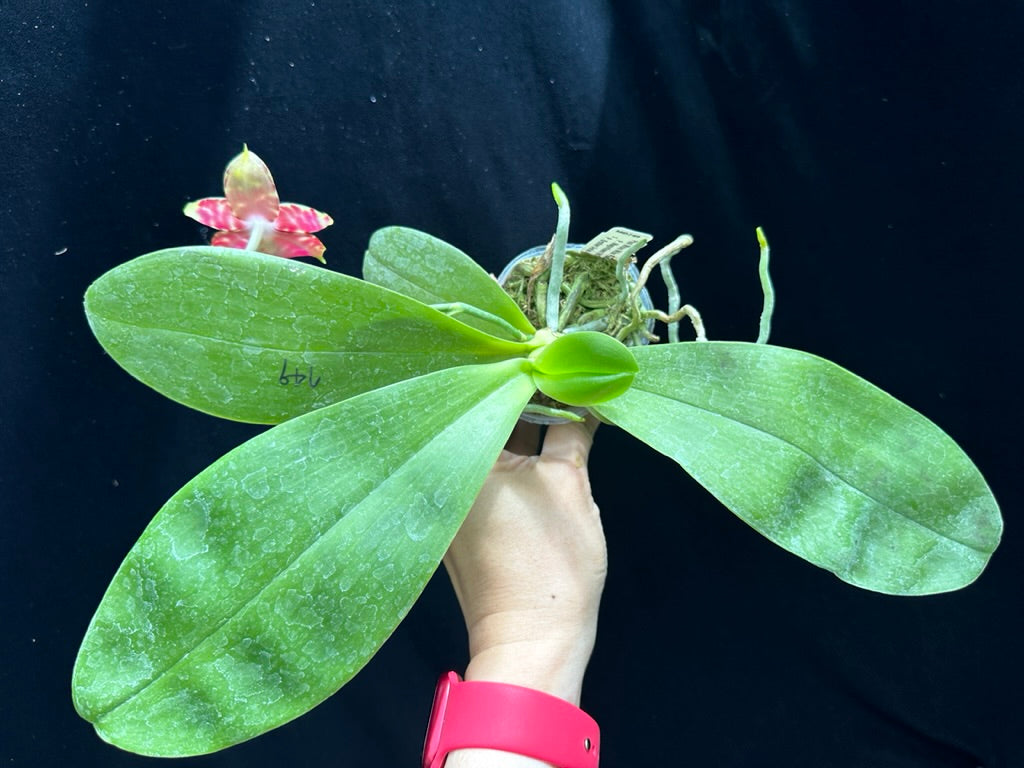 Phalaenopsis Mituo Mibs Passion 'Mituo #1' 230604