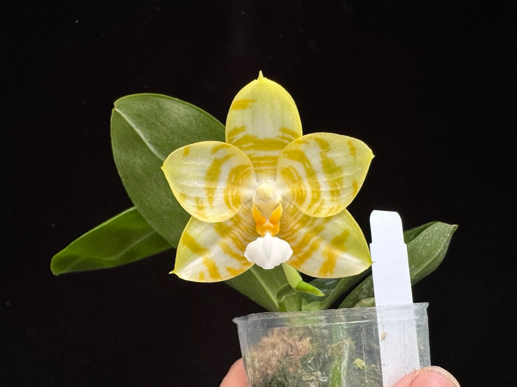 Phalaenopsis Yaphon Love Song 'Yellow Super' 230811 Flowering