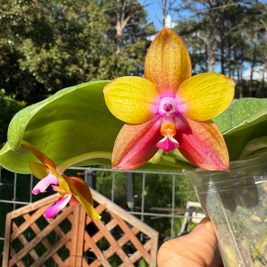 Phalaenopsis Mituo Love Eagle 250509 Flowering