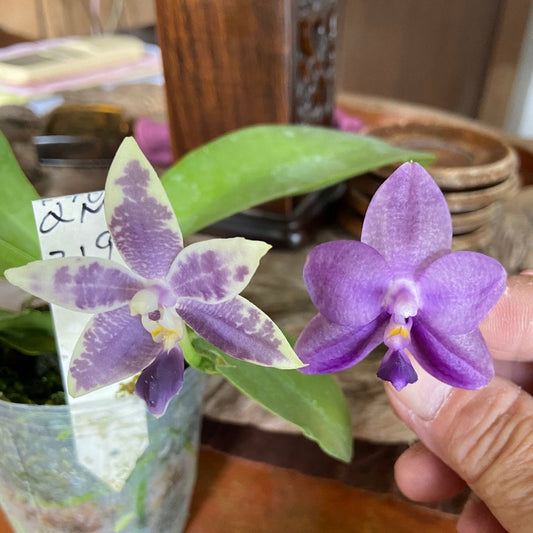 Orchid Flask Phal KS Blue Ludde x Mainshow Sapphire