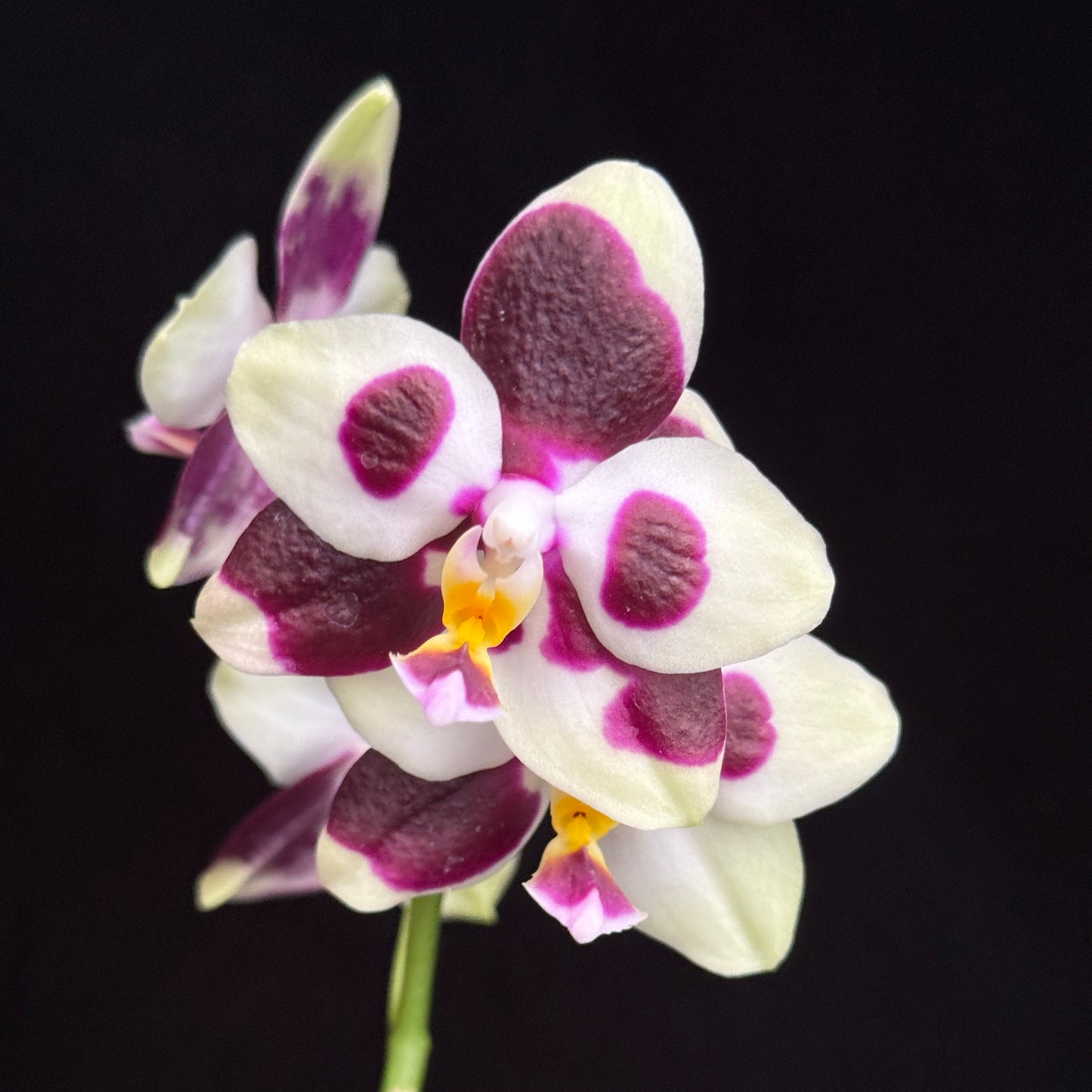 Phalaenopsis FANGtastic Green Envy (clone)