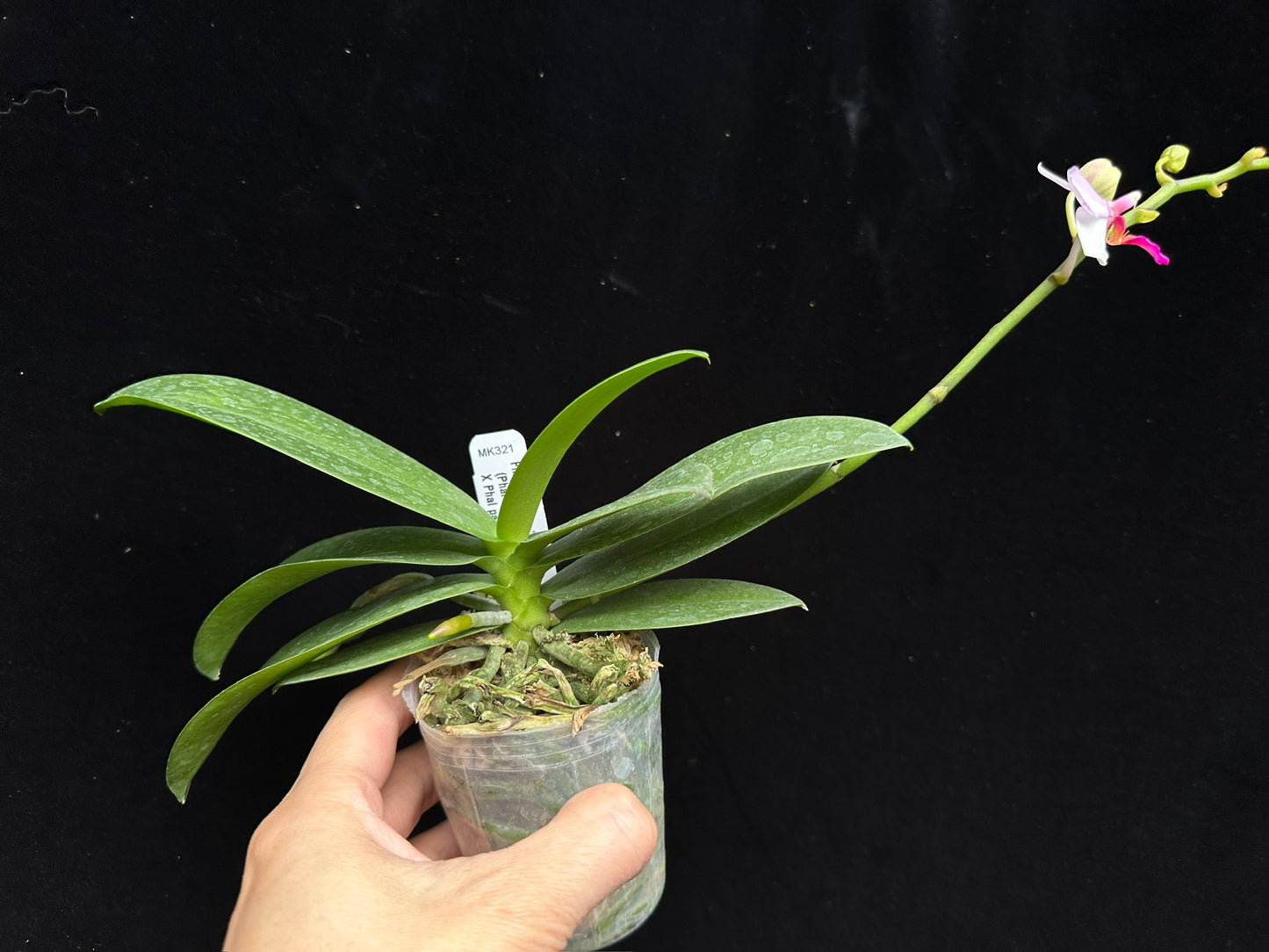 Phalaenopsis Liu's Berry 230915 Flowering