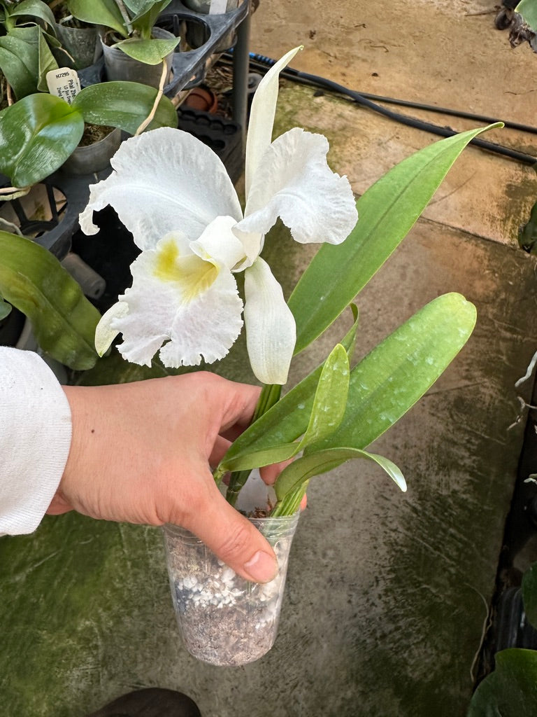 Cattleya lueddemanniana var coerulea x sib