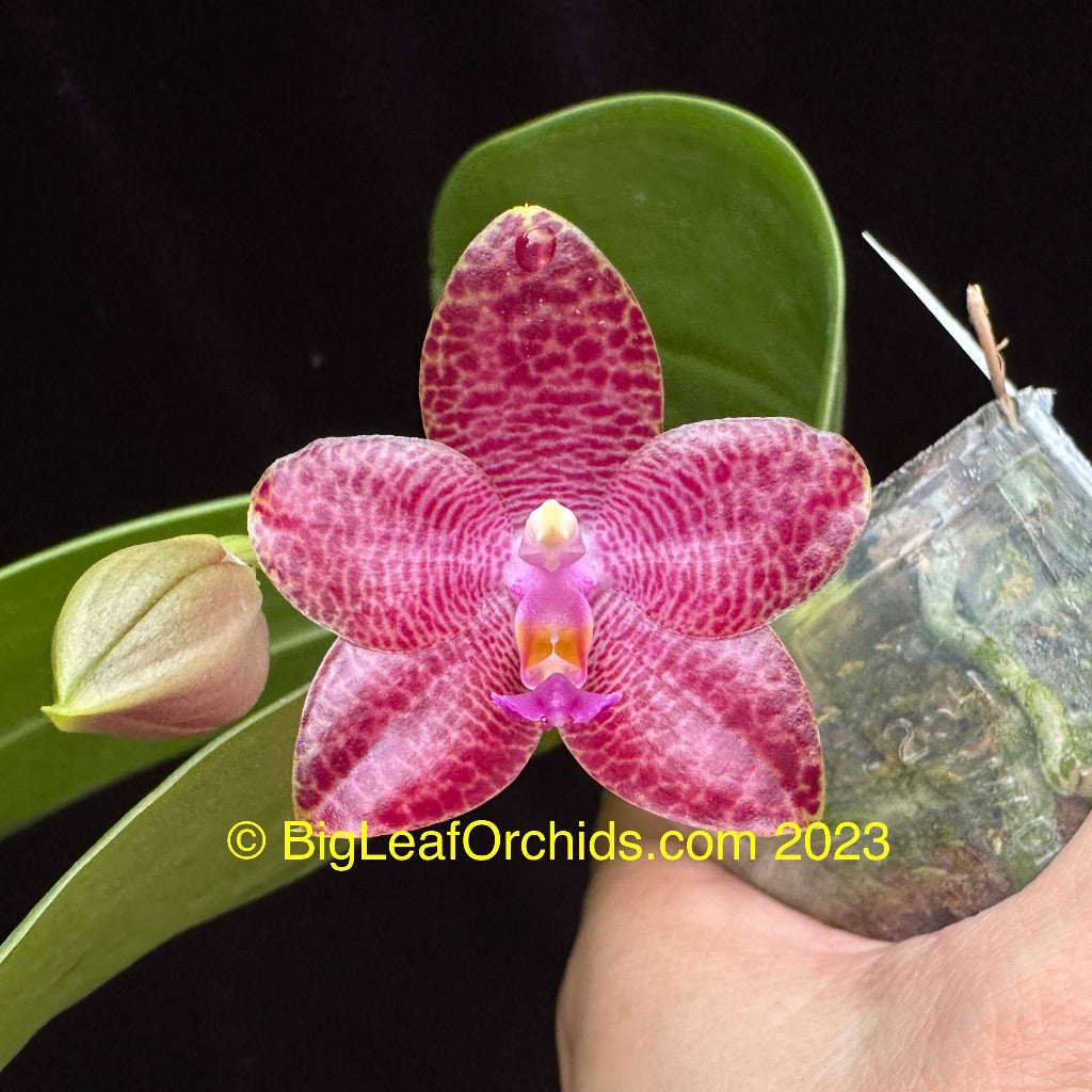 Phalaenopsis Mituo Gigan Fantasy - Seedling