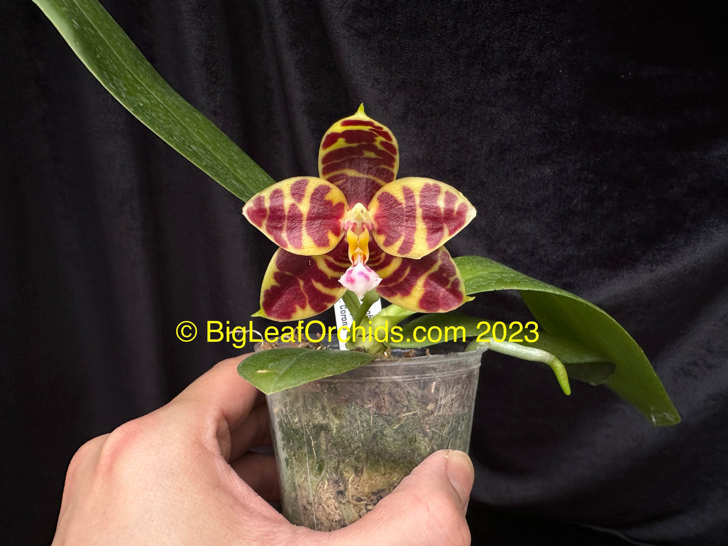 Phalaenopsis Yaphon Zebrina 'Yin' 230815 Spiking