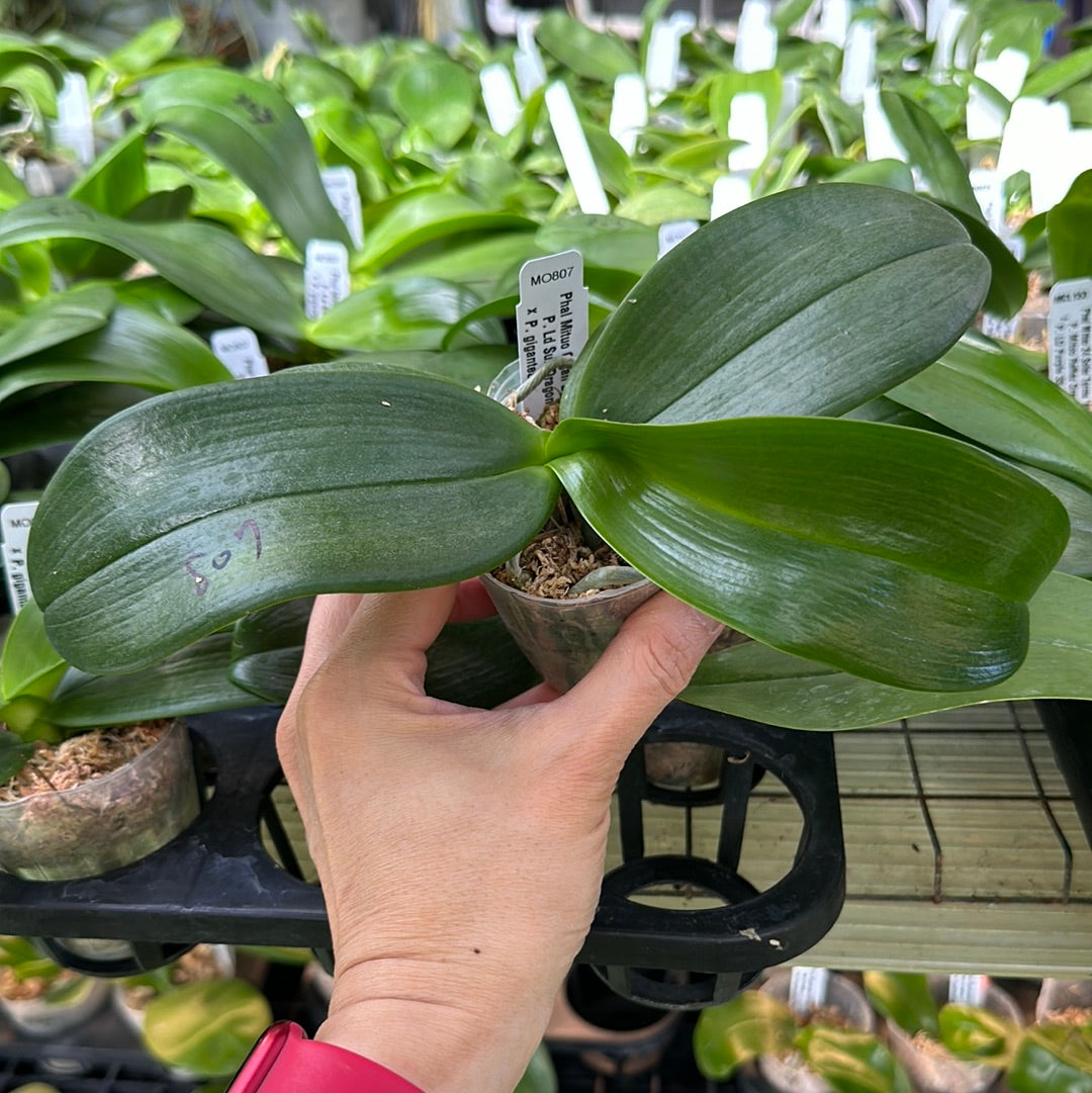 Phalaenopsis Mituo Gigan Dragon 'Red Ice'