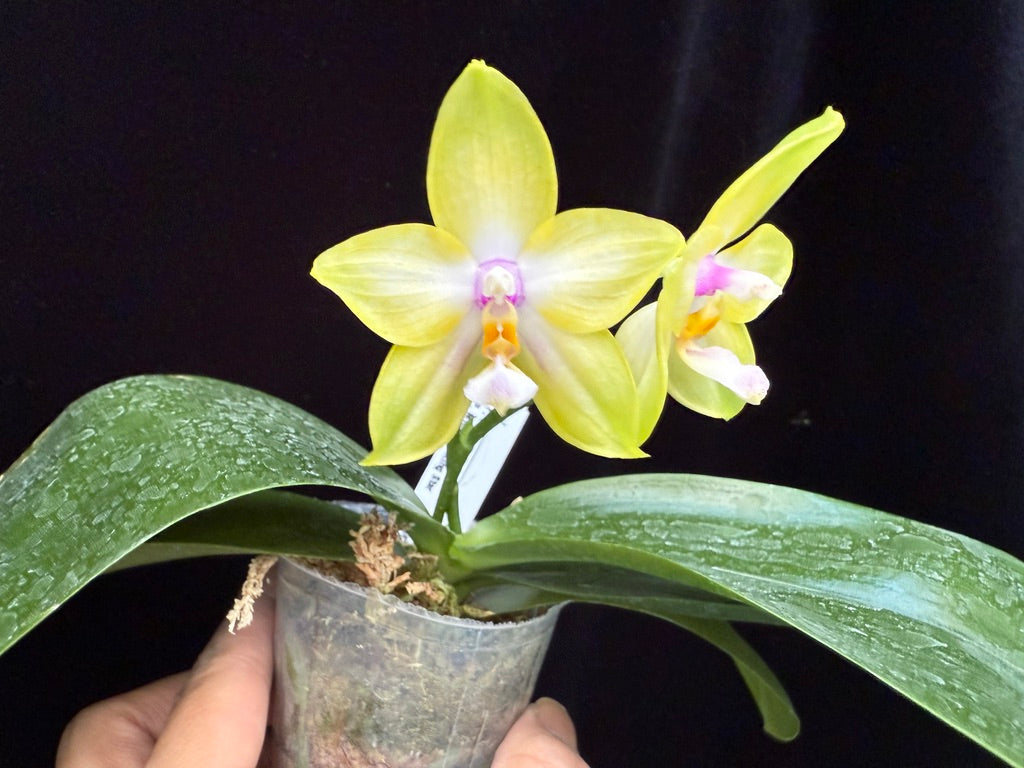 Phalaenopsis Mituo Gelb Eagle x Mituo GH King Star 250509 Flowering