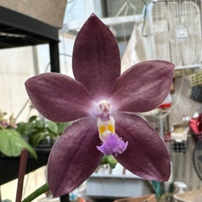 Phalaenopsis Mituo Speciosa 'Blue Starfish' HCC/AOS 230817 Flowering