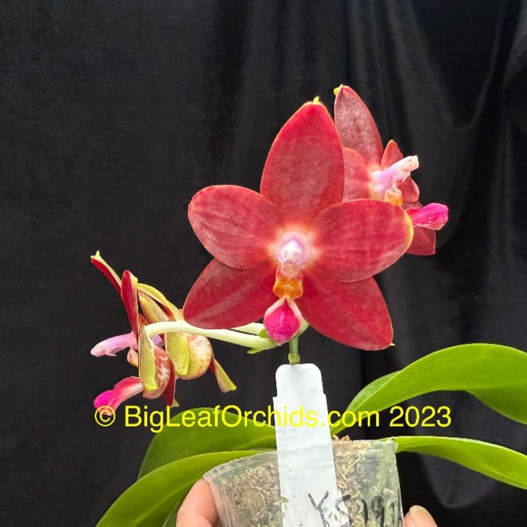 Phalaenopsis Yin's Hazel King 230419 Flowering