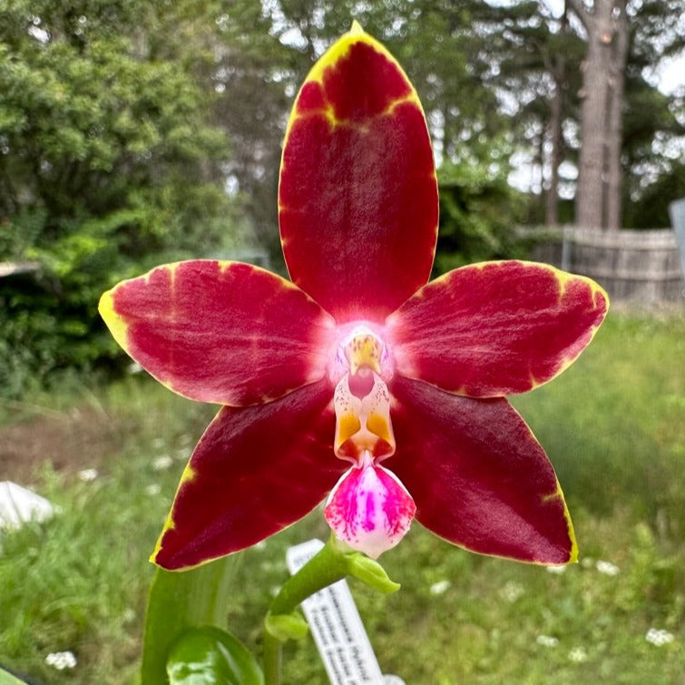 Phalaenopsis (Brother Ambo Passion x Yaphon Goodboy) Seedling