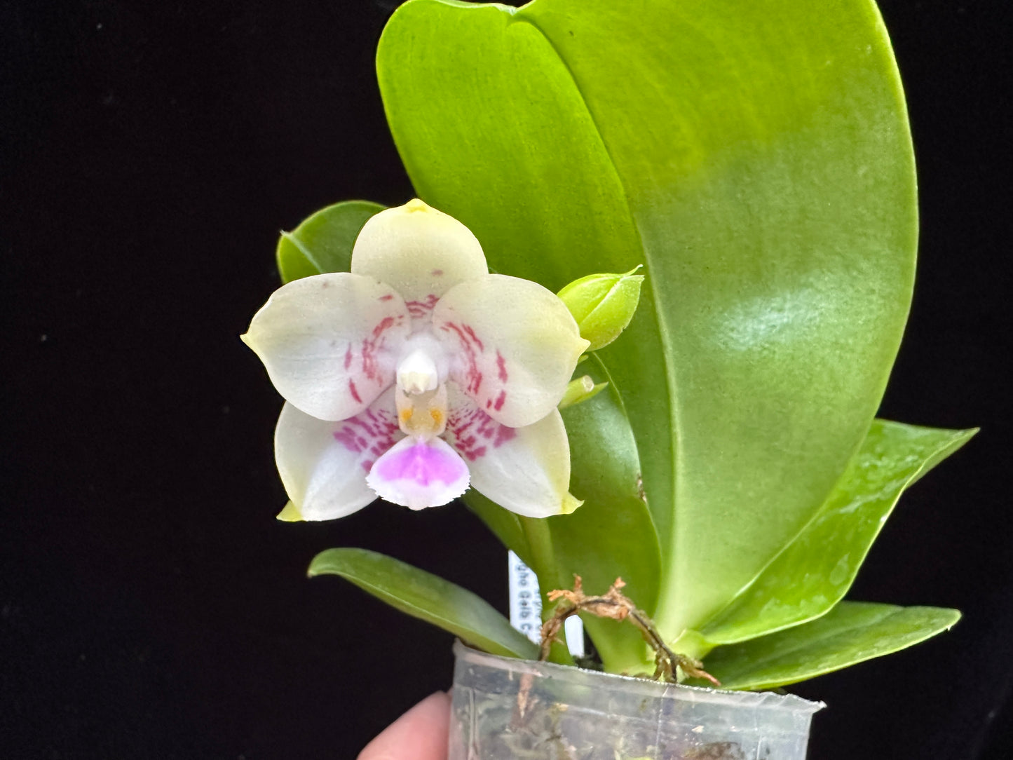 Phalaenopsis Mituo Purple Canary 230809 Flowering