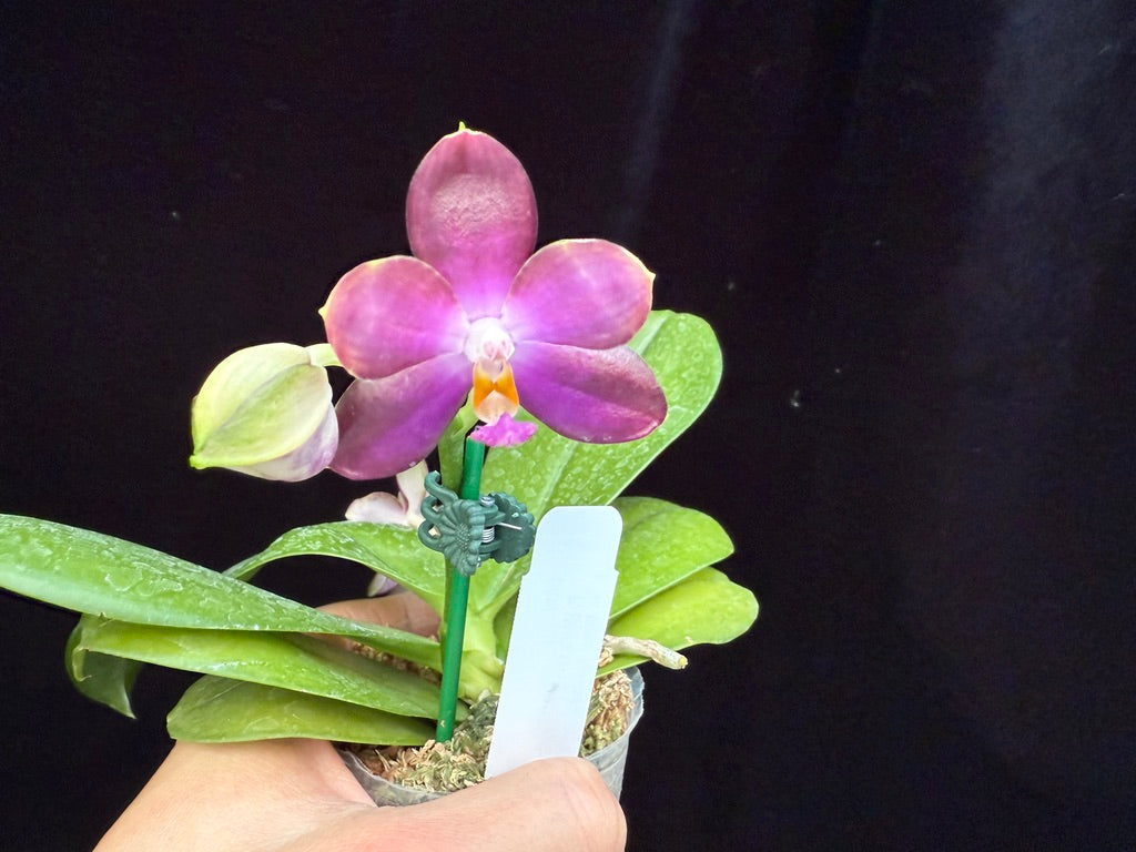 Phalaenopsis LD Green Tiger x Mituo Speciosa Dragon 250509 Flowering seed grown 2 spikes