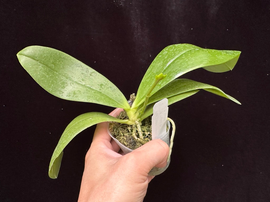 Phalaenopsis Yaphon Zebrina 'Yin' 230815 Spiking