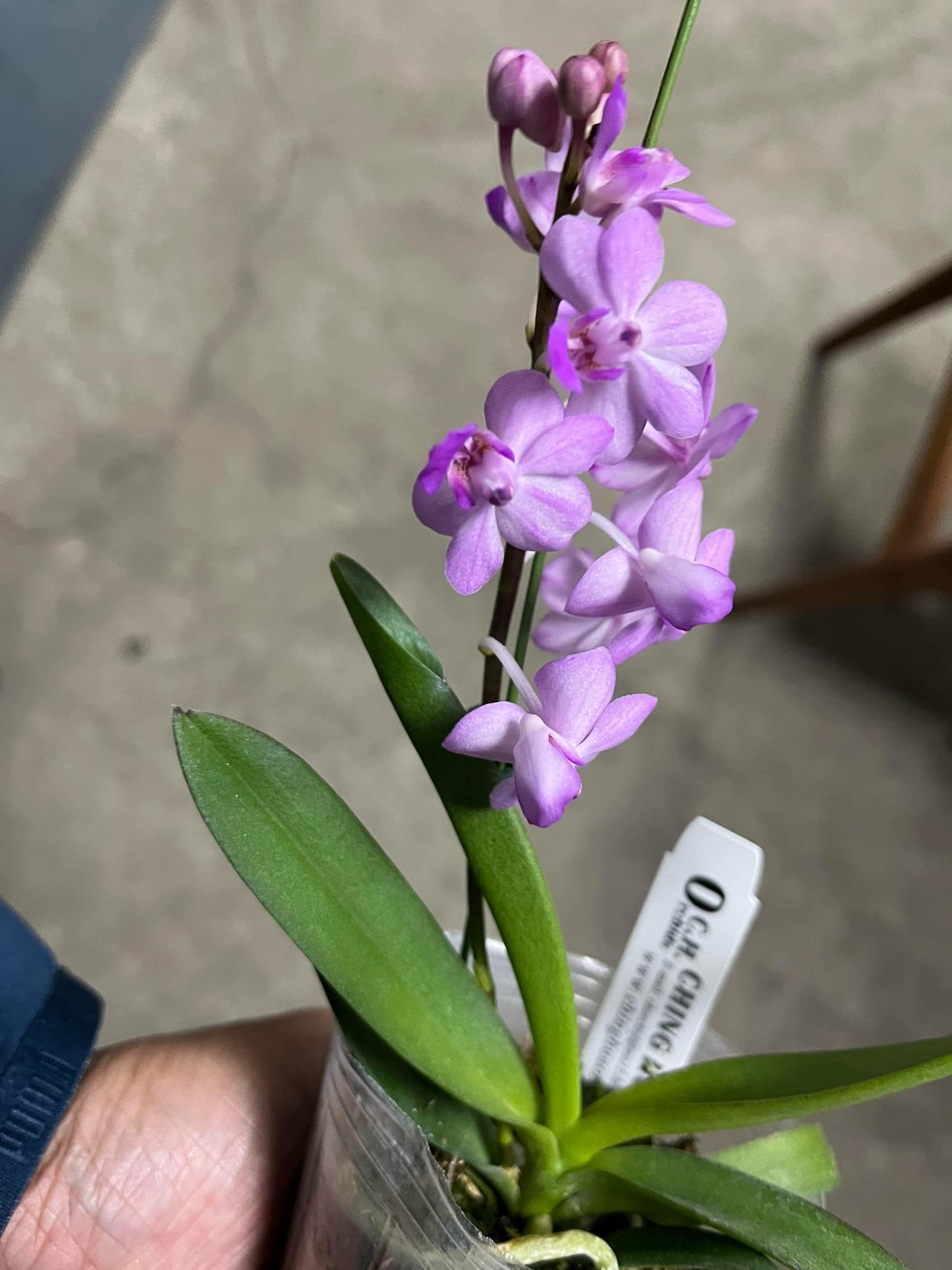 Rhynchonopsis Kasorn's Viola Coequestris 'Pink'