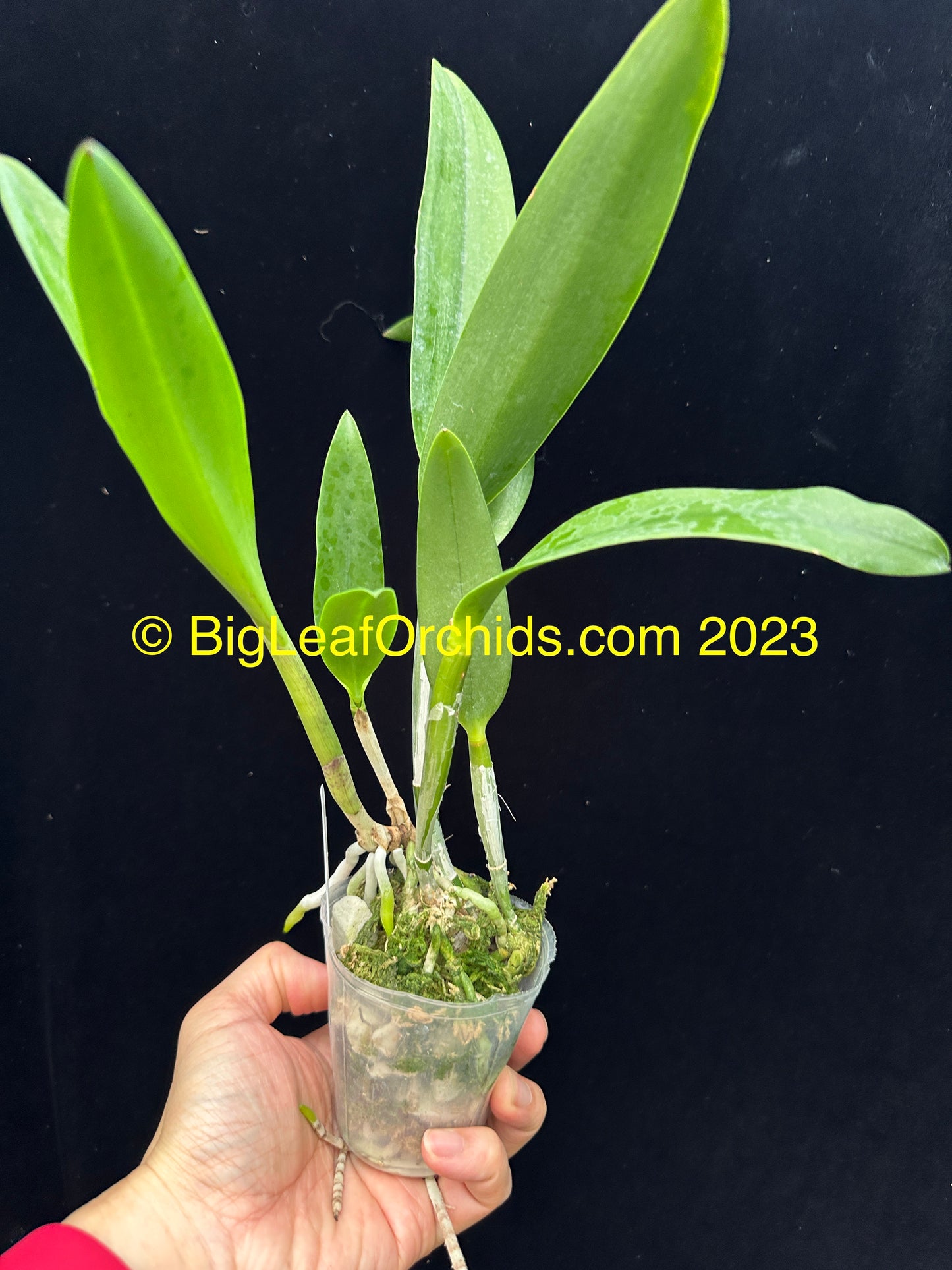 Procatavola Wufong Jade
