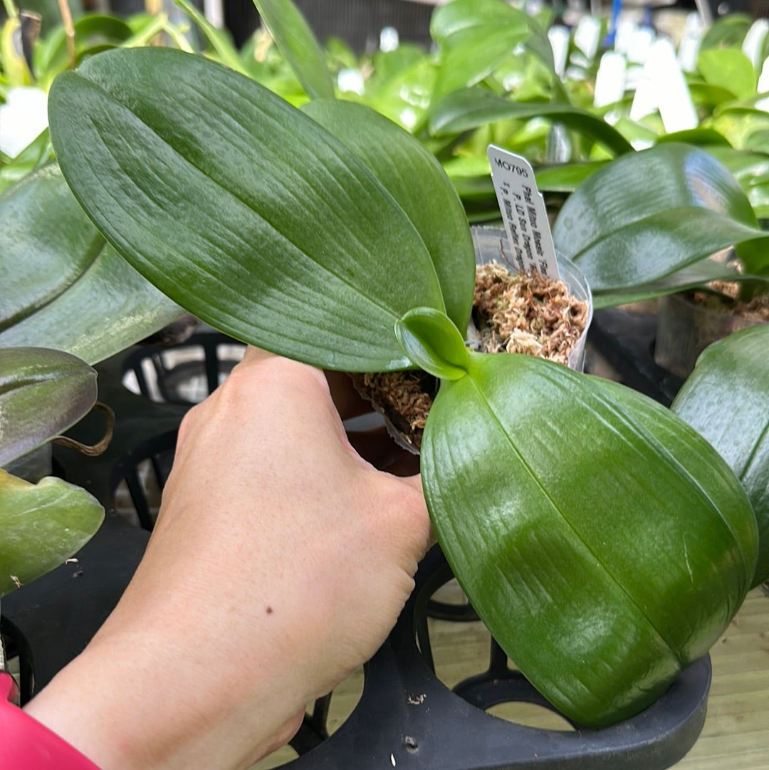 Phalaenopsis Mituo Mosaic 'Flashing'