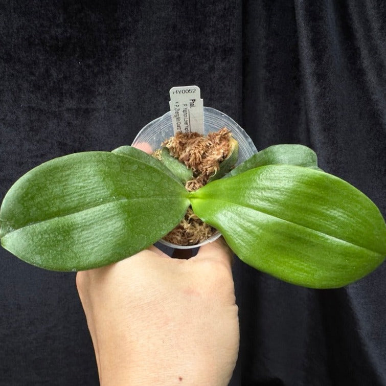 Phalaenopsis Zheng Min Gold - Seedlings