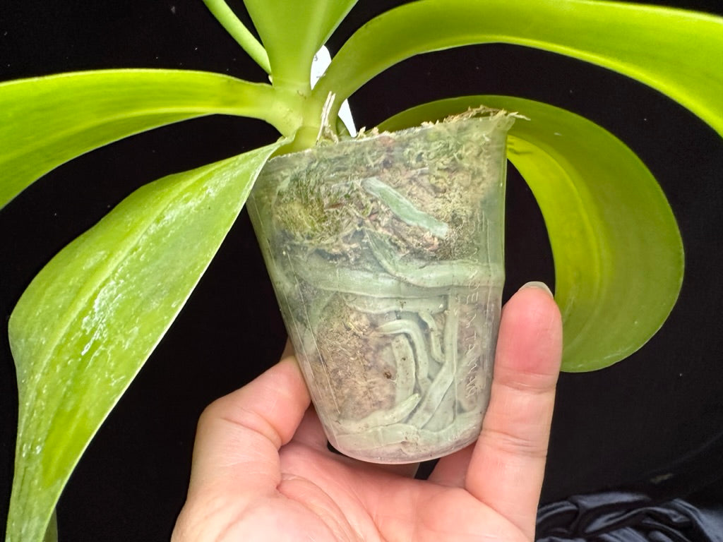 Phalaenopsis Mituo R-King 'Mituo' 230811 Flowering