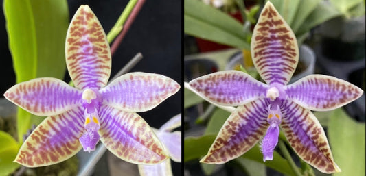 Orchid Flask Phal lueddemanniana coerulea x sib