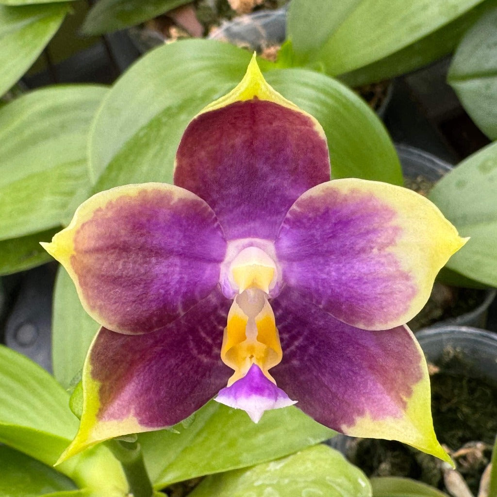 Phalaenopsis Mituo Purple Dragon 'Blue Penguin' Spiking