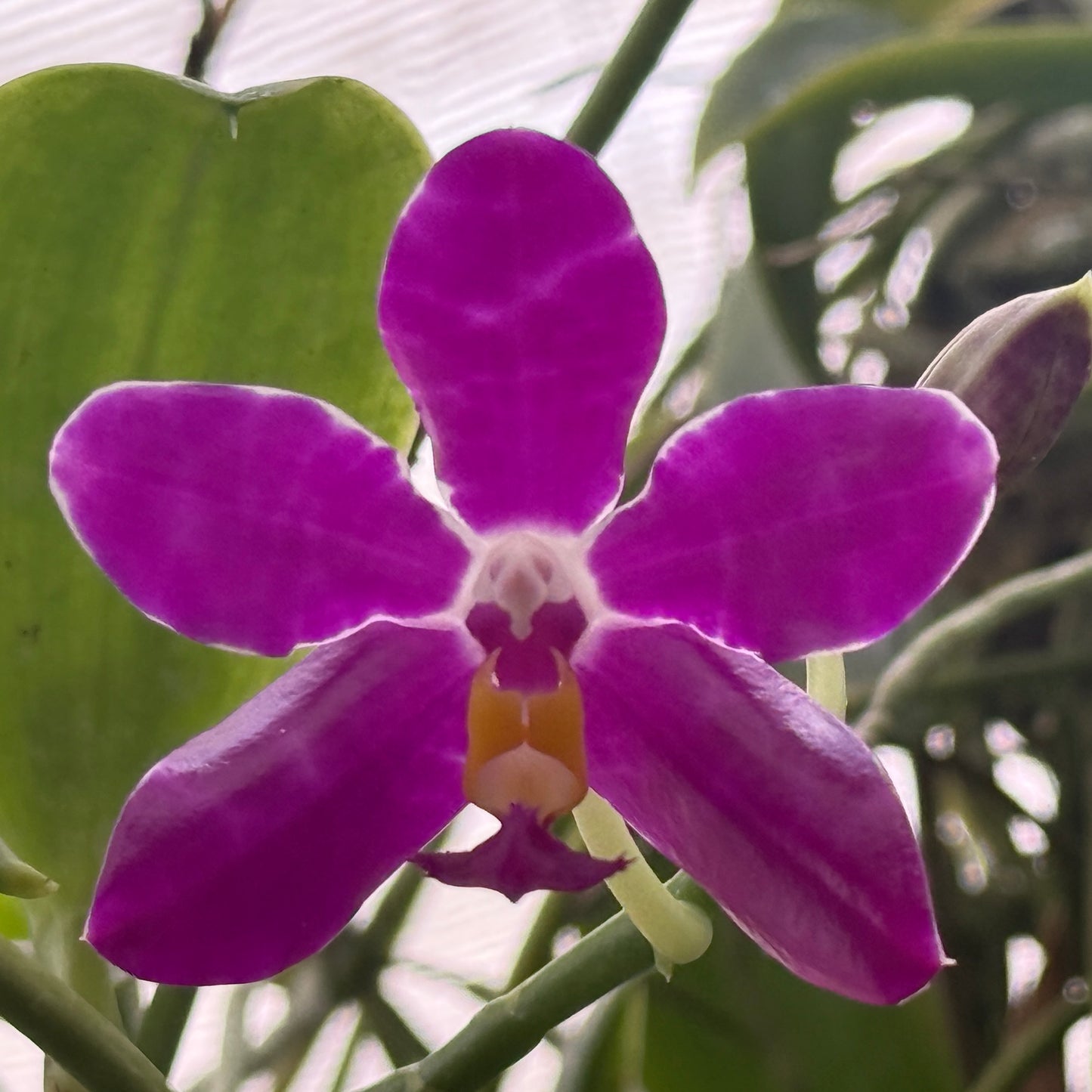 Phalaenopsis pulchra