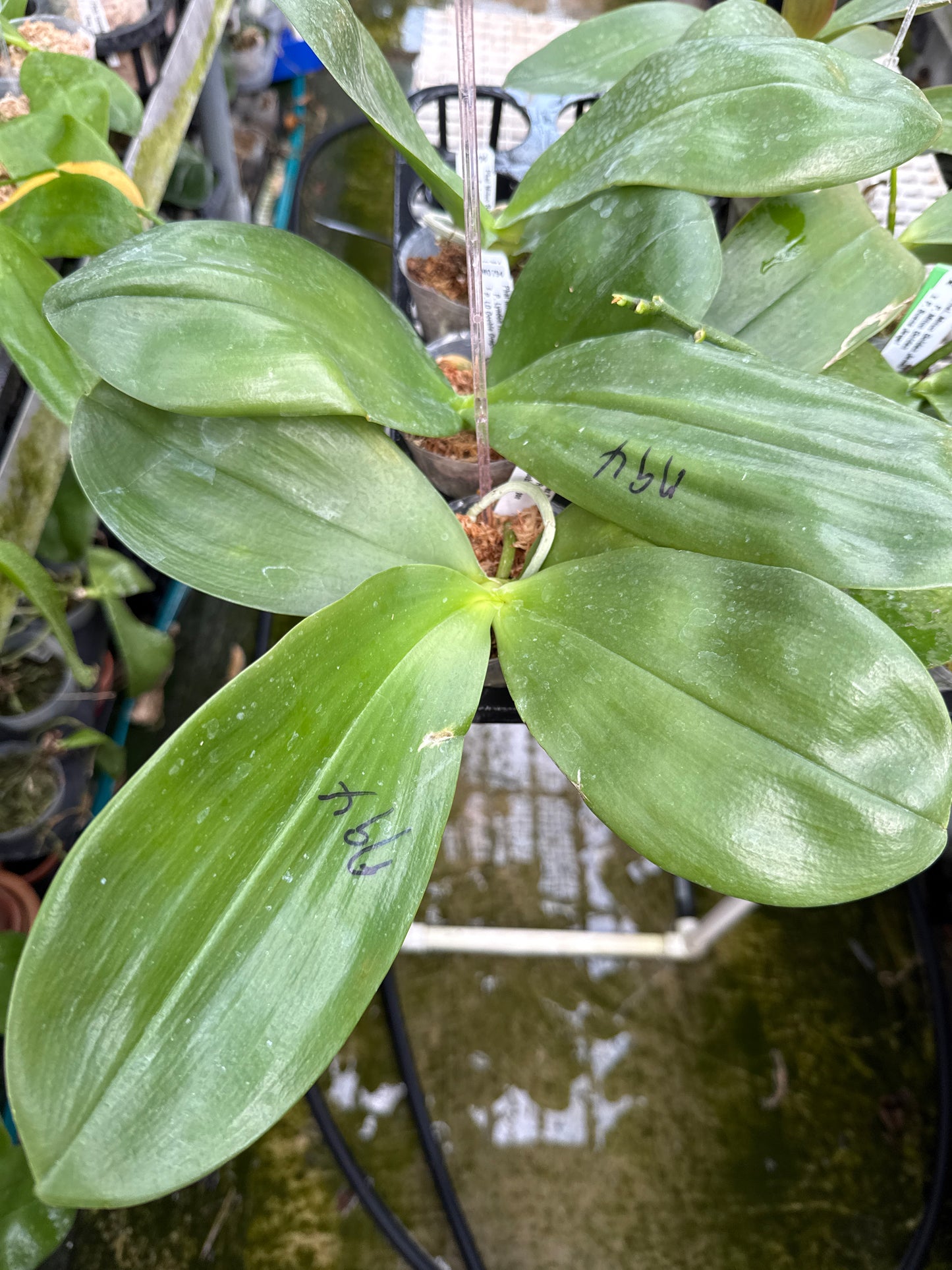 Phalaenopsis Mituo Reflex Dragon 'Purple Red'