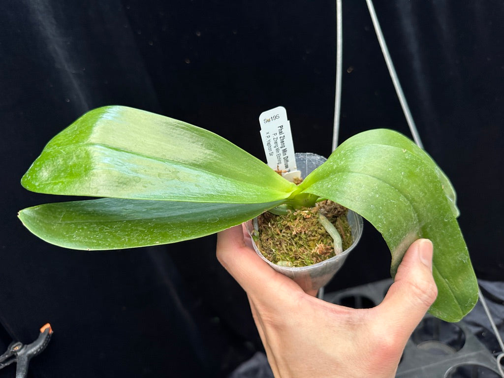 Phalaenopsis Zheng Min Diffuse 'Peter #20' Spiking 2 spikes