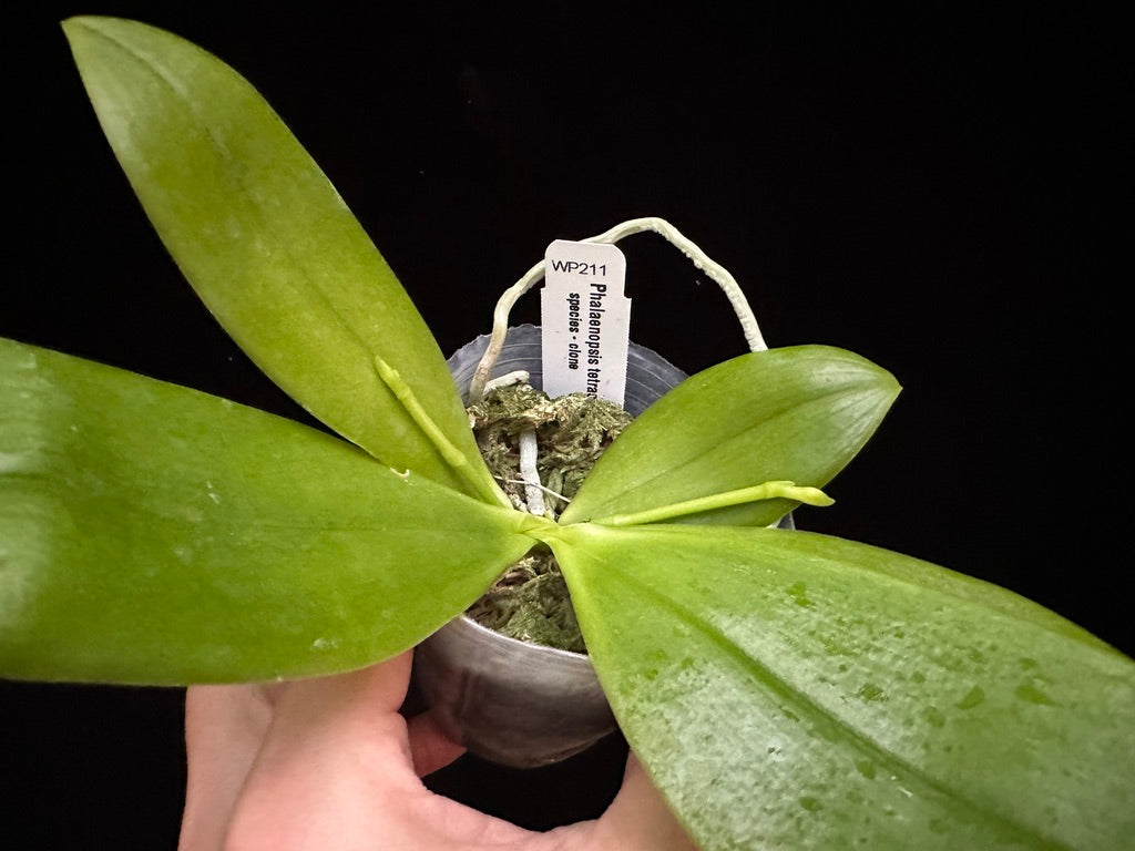 Phalaenopsis tetraspis 'Wilson 214' 231120 Spiking