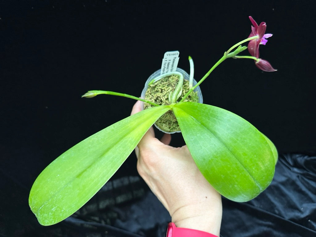 Phalaenopsis Yin's Meticulous Redpearl 230614