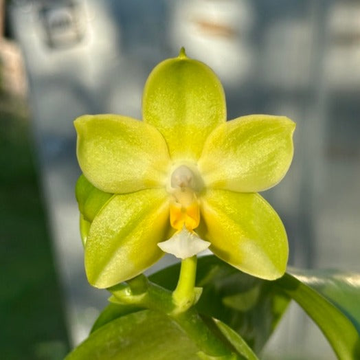 Phalaenopsis Zheng Min Katydid 240518 Flowering
