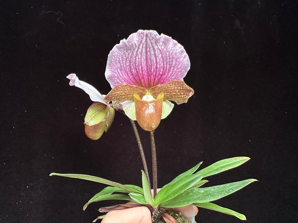 Paphiopedilum charlesworthii (Red) 231120 Budding