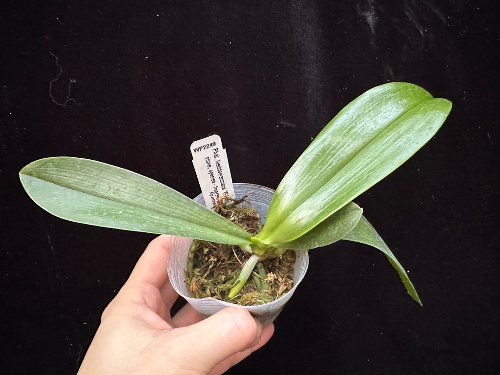 Phalaenopsis lueddemanniana 'Wilson'
