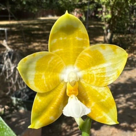 Phalaenopsis Yaphon Love Song 'Yellow #2' Flowering 230811