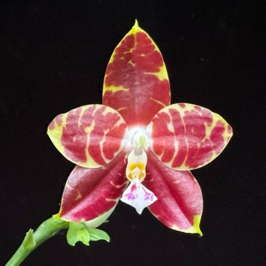 Phalaenopsis Yin's Hazel King 230902 Flowering