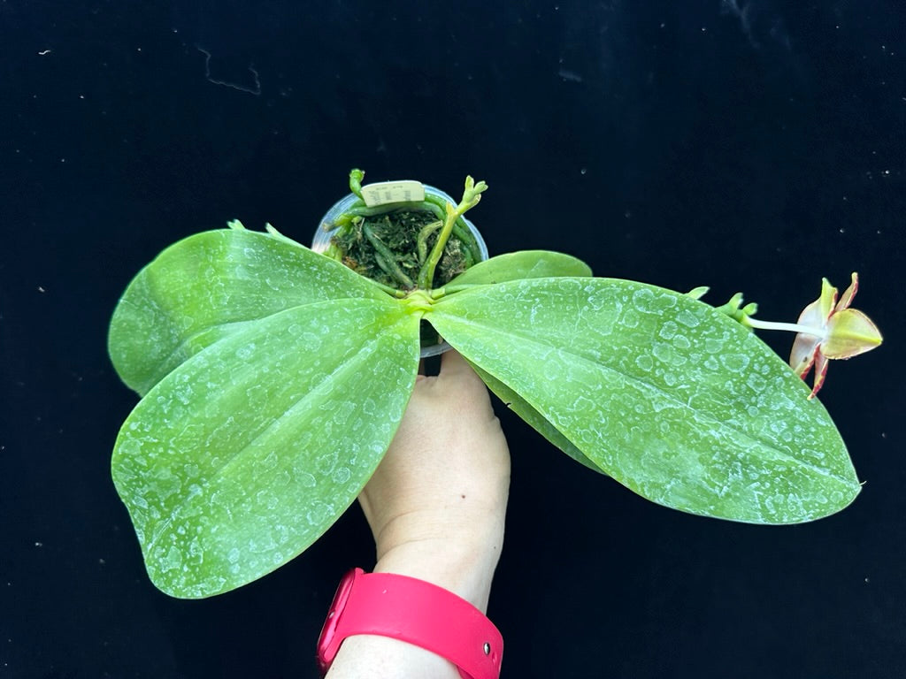 Phalaenopsis Brother Ambo Passion 'Orchid Konnection'