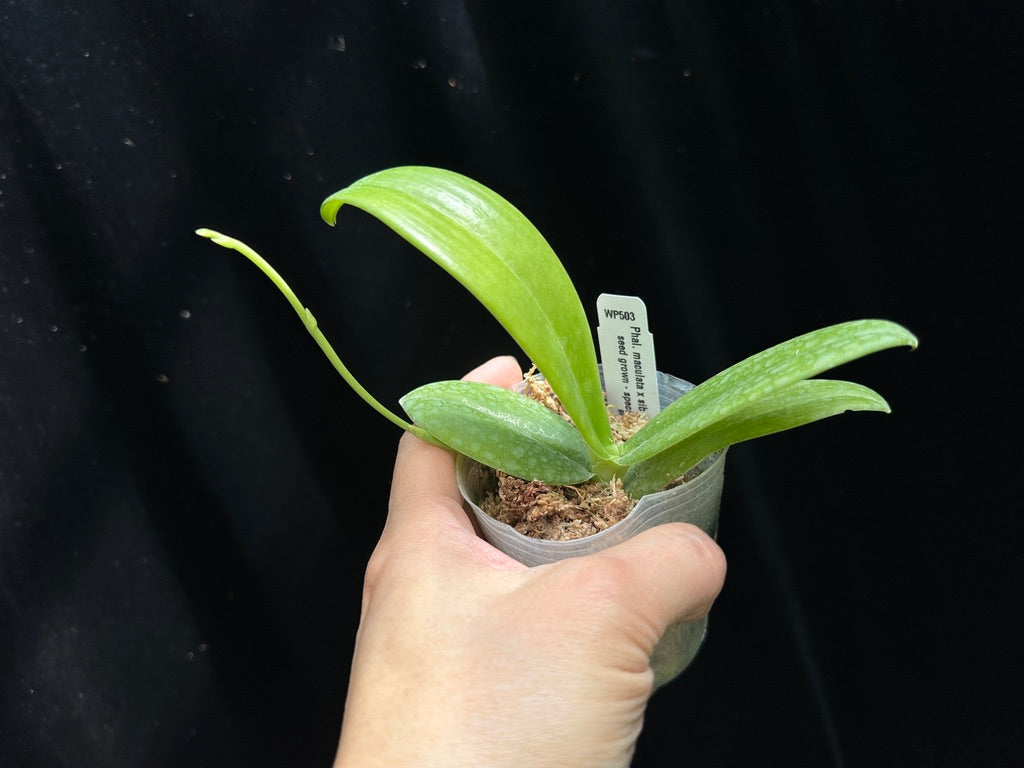 Phalaenopsis maculata - Spiking