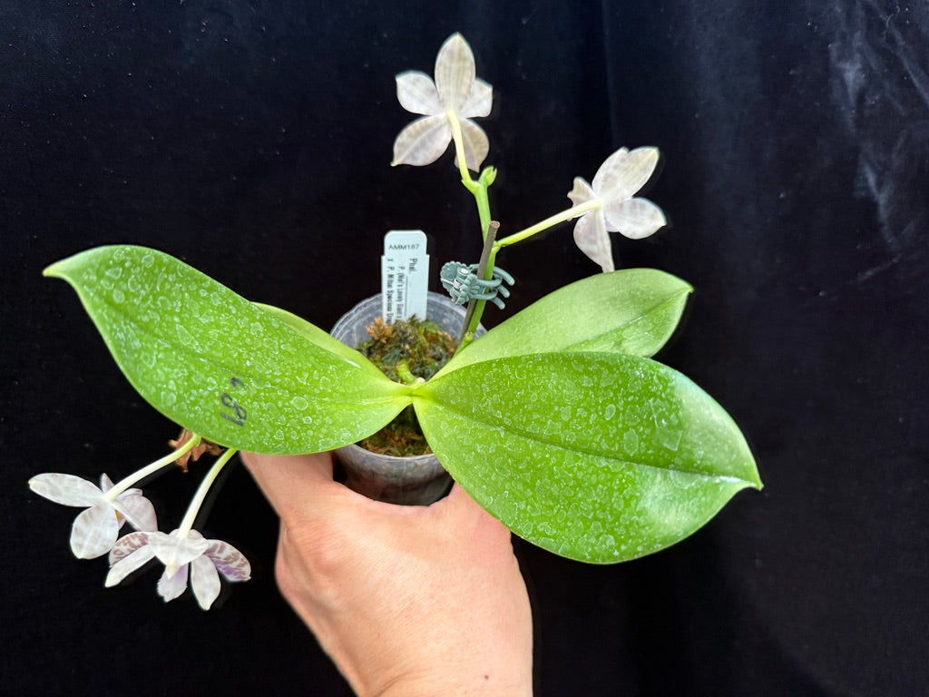 Phalaenopsis LD Green Tiger x Mituo Speciosa Dragon 250507 Flowering seed grown