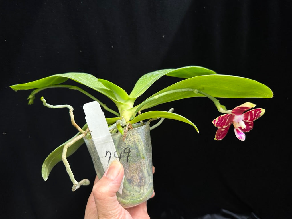 Phalaenopsis Mituo Mibs Passion 'Mituo #1' 230604