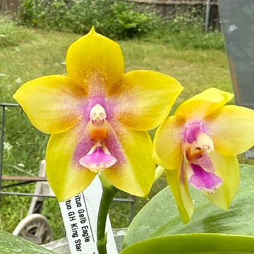Phalaenopsis Mituo Gelb Eagle x Mituo GH King Star 250515A Flowering