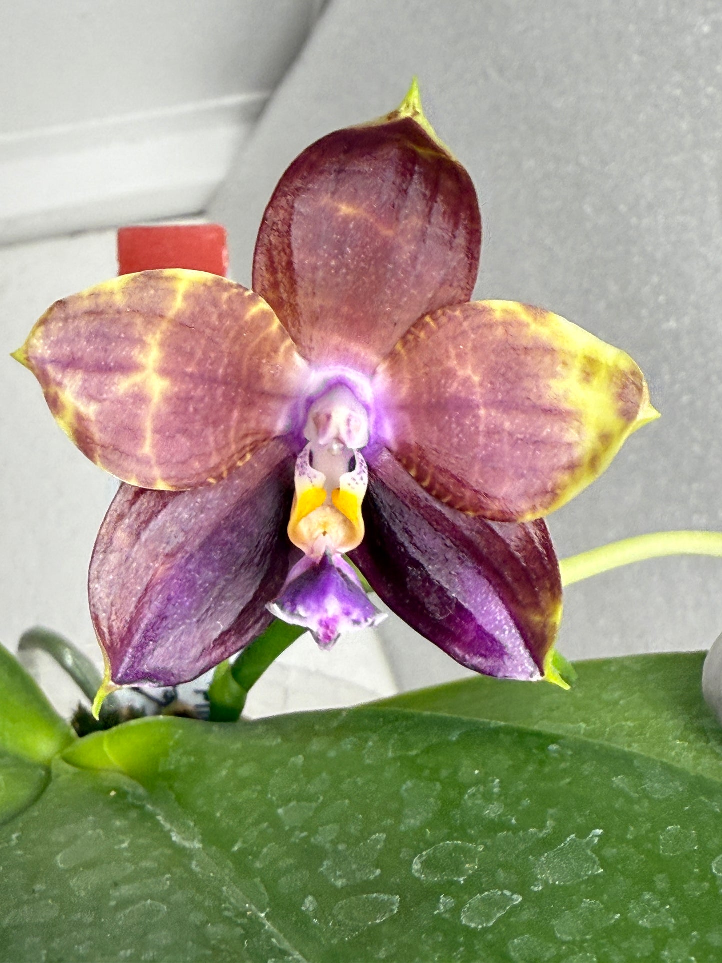 Phalaenopsis Mituo Obsidian 'Pluto'