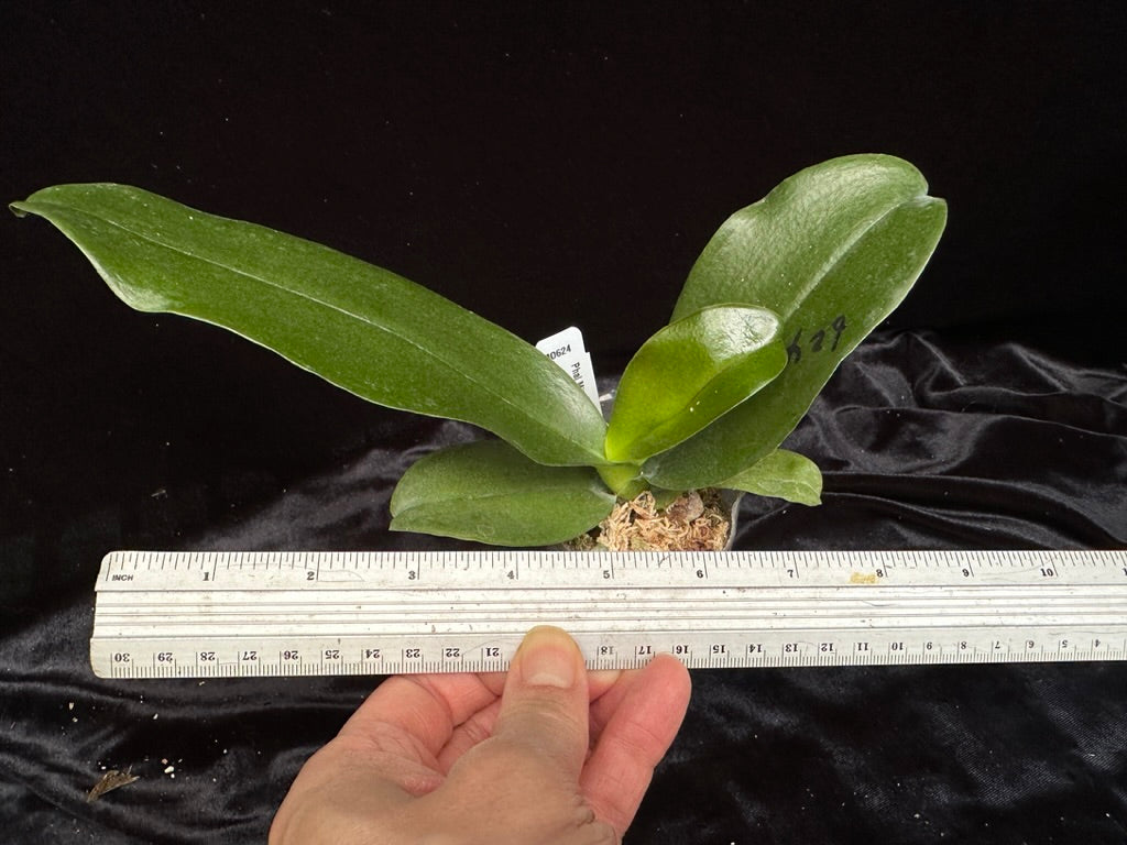 Phalaenopsis Mituo Diamond Canary 'Zen'