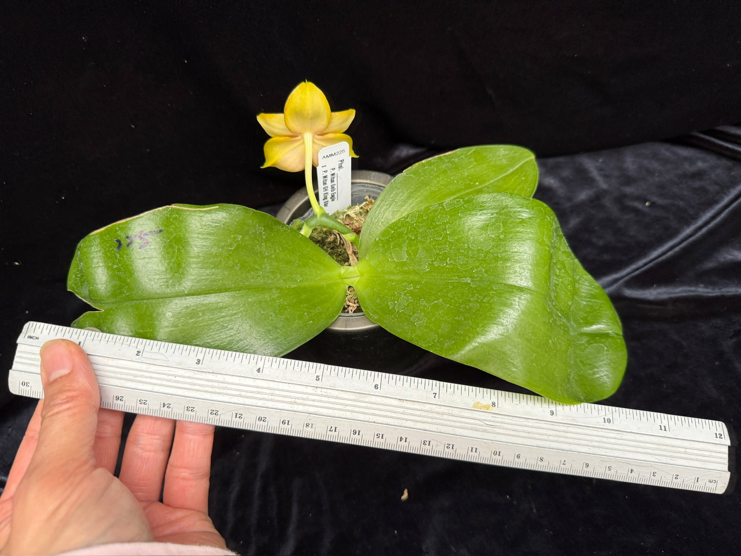 Phalaenopsis Mituo Gelb Eagle x Mituo GH King Star 250515C Flowering