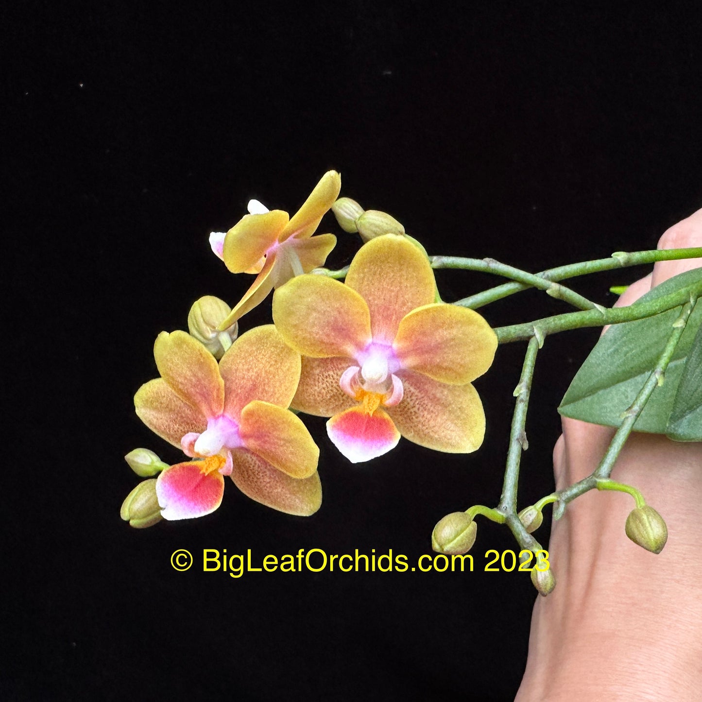 Phalaenopsis Shih Fang Savory Orange 230711