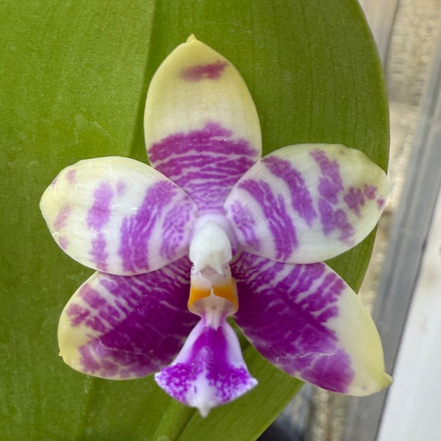 Phalaenopsis Mainshow Jennifer QA-108 - Seed Grown
