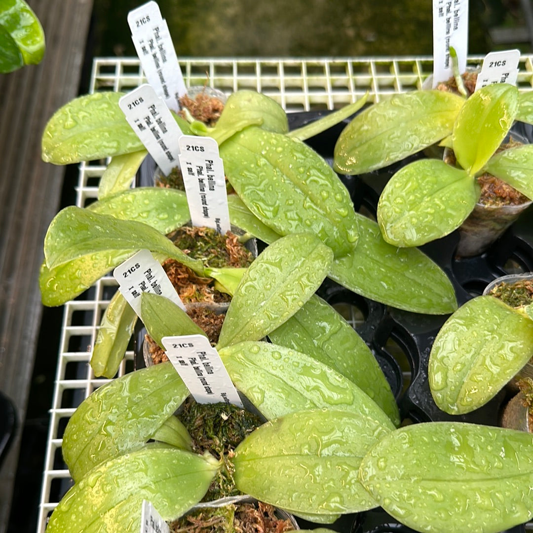 Phalaenopsis bellina (round shape) x self - Seedlings