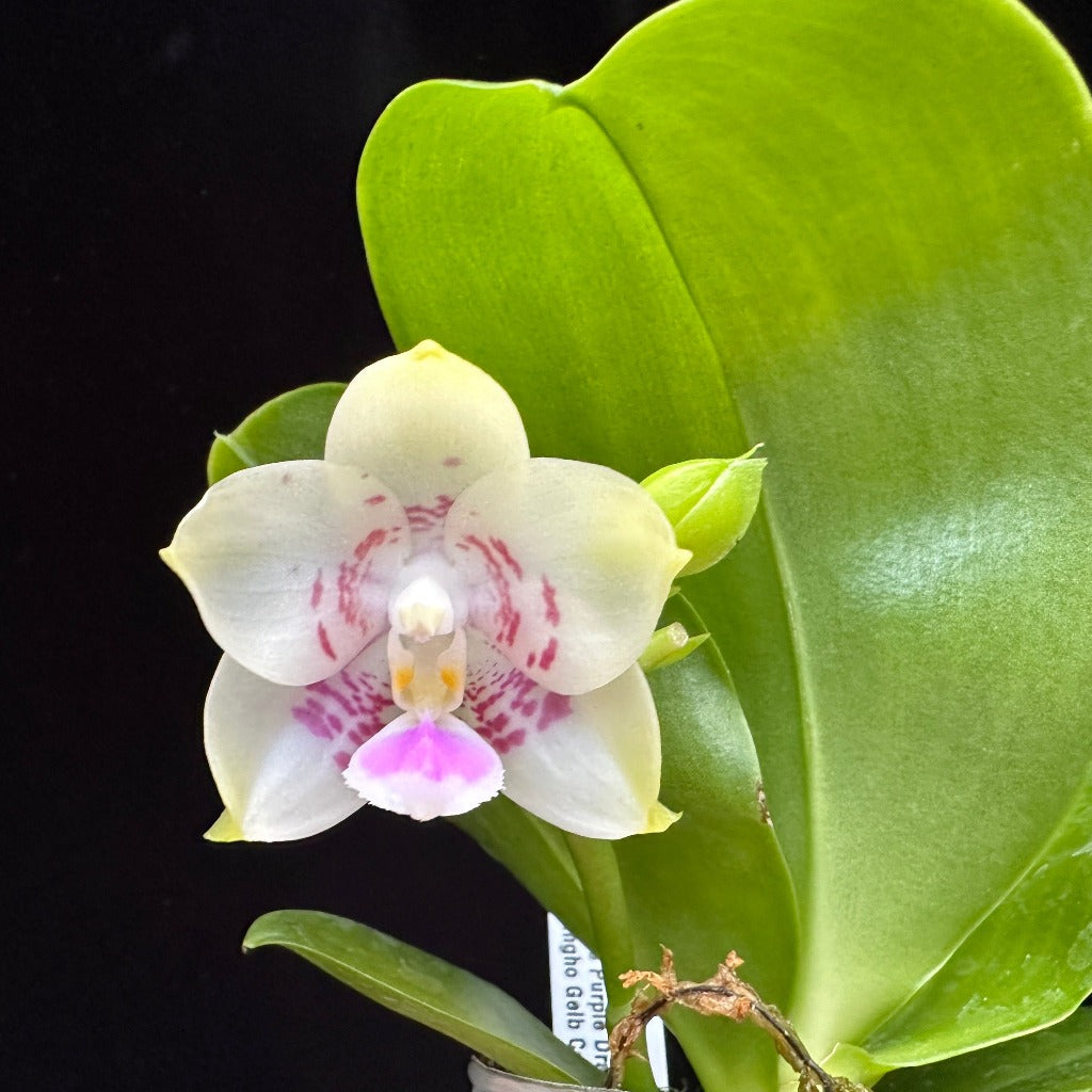 Phalaenopsis Mituo Purple Canary 230809 Flowering